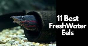 The 11 Best Freshwater Eels 🐍