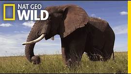 Elephants 101 | Nat Geo Wild
