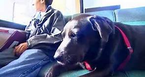 This dog learned how to ride the city bus herself