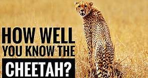 Cheetah || Description, Characteristics and Facts!