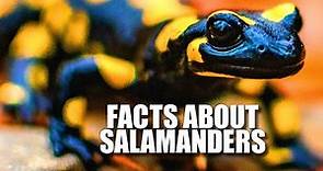 Salamander Facts: WHAT is a SALAMANDER 🦎 Animal Fact Files
