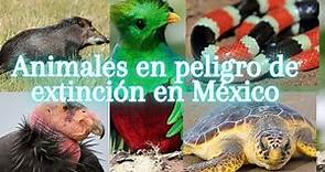 Animales en peligro de extinción en Mexico 2023