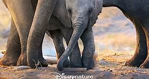 La Famiglia di Elefanti - Streaming