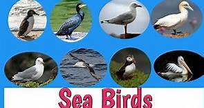 Name Of Sea Birds/Sea Birds