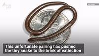 The world’s smallest snake can fit on a quarter
