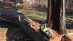 Cutting a huge fallen-tree with a small chainsaw.