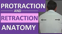 Protraction vs Retraction of the Scapula, Shoulders | Anatomy Body Movement Terms