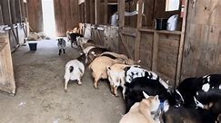 Goats Take Shelter From Snow in the Comfort of Their Barn