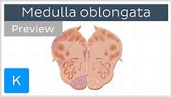 Medulla oblongata: vagus nerve level (preview) - Human Anatomy | Kenhub