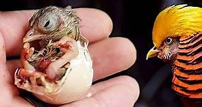 La EXOTICA belleza de los faisanes al incubar sus propios huevos