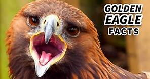 Golden Eagle Facts: North America's LARGEST Bird of Prey