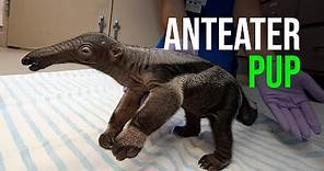 Giant Anteater Born at Zoo Miami!