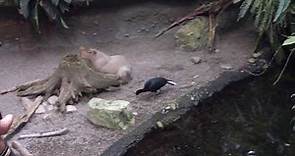 Biodome Montreal Full Tour