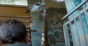 Giraffada / Girafada Trailer Original