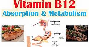 Vitamin B12 Absorption & Metabolism | 2 Enzymes That Require Vitamin B12