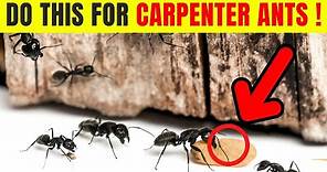 How To Get Rid Of Carpenter Ants Quickly !! (3 Simple Steps)