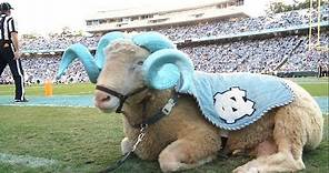 A Day in the Life | Rameses, the Carolina Mascot