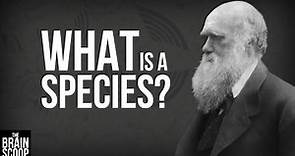 What is a species?