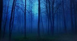 Free No Copyright Mysterious Dark Foggy Forest Trees Night Ambience Relaxing Screensaver Background