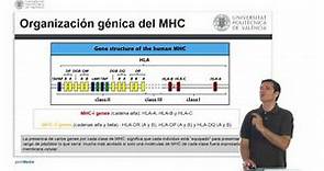 Genética del complejo principal de histocompatibilidad | 13/25 | UPV