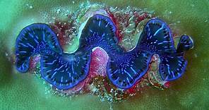 Facts: The Giant Clam