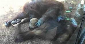 Orangutan love