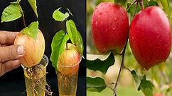 Creative idea to propagate Apple tree from Apple fruits