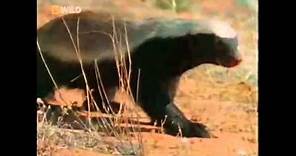 The Crazy Nastyass Honey Badger (original narration by Randall)