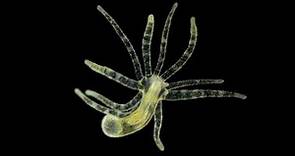 Phylum Cnidaria Part 2: Class Hydrozoa