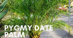 Pygmy Date Palm Phoenix Roebelinii