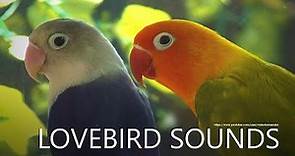 Lovebirds Chirping, Lovebirds Singing - Two Agapornis Fischeri - Blue and Pastel Green