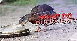 How and What To Feed Ducks!