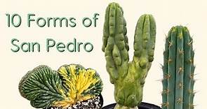 10 Forms of the San Pedro Cactus [monstrose, variegated, crests, and more]
