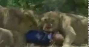 Lion attack from Savage Man Savage Beast (full sequence)