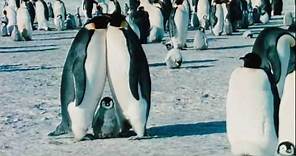 March Of The Penguins - Official® Trailer [HD]