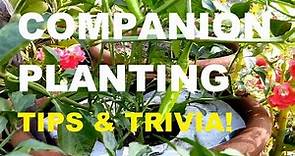 COMPANION PLANTING | COMPANION PLANTS | PHILIPPINE VEGETABLES | GARDENING PHILIPPINES