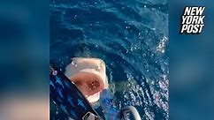 Scientist nearly dives into tiger shark's mouth in wild video