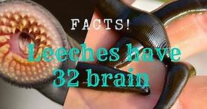 What Most People Don't Know About Leeches have 32 brain