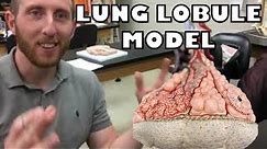 Lung Lobule Model (with subtitles) - Ohio University - Anatomy & Physiology