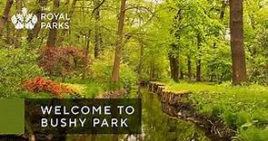 Discover Bushy Park, one of London’s Royal Parks