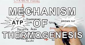 Mechanism of Thermogenesis
