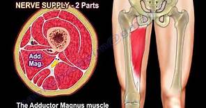 Anatomy Of The Adductor Magnus Muscle - Everything You Need To Know - Dr. Nabil Ebraheim