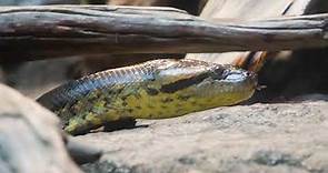 Meet the Green Anaconda