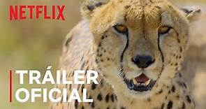 Animal (EN ESPAÑOL) | Tráiler oficial | Netflix