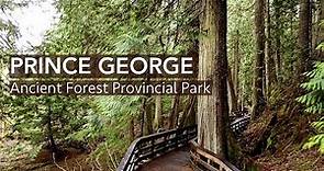 Prince George - Ancient Forest Provincial Park