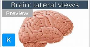 Brain: structures seen from the lateral view (preview) - Human Neuroanatomy | Kenhub
