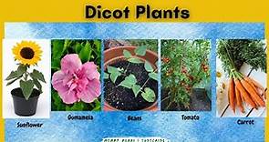 Dicot Examples of Dicotyledon Plants What is Dicot? | Mommy Merai