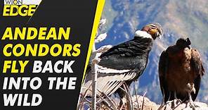 Trio of Andean condors released back into the wild after years-long rehabilitation | WION Edge