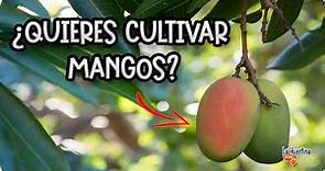 Plantar Árbol De Mango - Como Y Cuando Hacerlo, Necesidades Y Cuidados || La Huertina De Toni