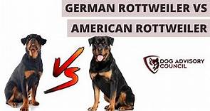 German Rottweiler vs American Rottweiler (The Differences)